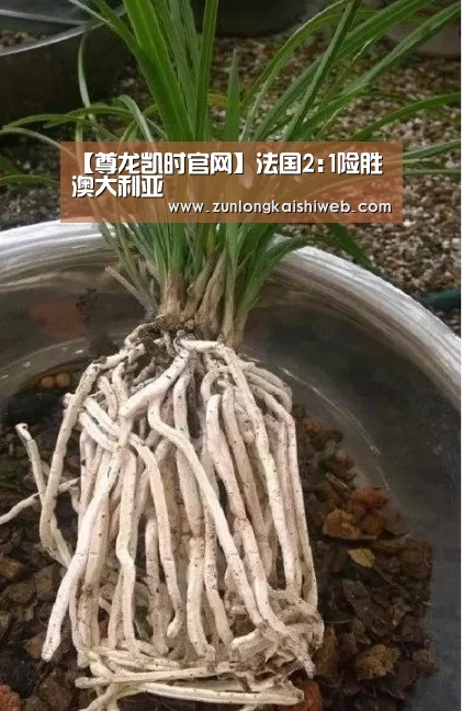 【尊龙凯时官网】法国2:1险胜澳大利亚(图1) 尊龙凯时人生就是搏